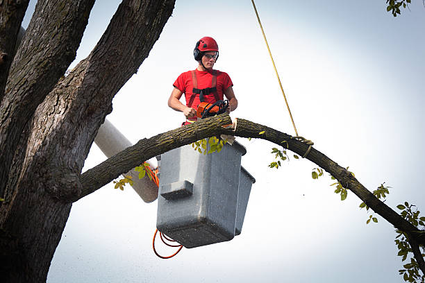 Trusted Paradise Hills, NM Tree Service Experts